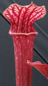 S. leucophylla - Russel Road, 