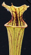 S. leucophylla - Russel Road, 