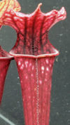 S. leucophylla - Russel Road, 