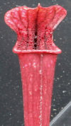 S. leucophylla - Russel Road, 