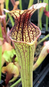 S. leucophylla - Russel Road, 