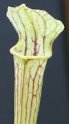 S. leucophylla - Russel Road, 