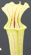 S. leucophylla - Russel Road, 