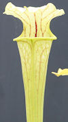 S. leucophylla - Russel Road, 