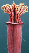 S. leucophylla - Russel Road, 