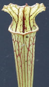 S. leucophylla - Russel Road, 