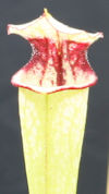 S. x moorei - 'Leah Wilkerson'