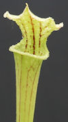 S. ((leucophylla x oreophila) 