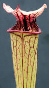 S. ((leucophylla x oreophila) 
