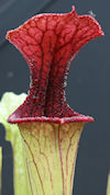 S. ((leucophylla x oreophila) 