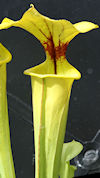S. flava var. flava - tall pit