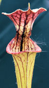 S. flava var. flava - tall pit