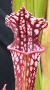 S. x moorei - 'Leah Wilkerson'