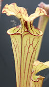 S. x moorei - 'Leah Wilkerson'