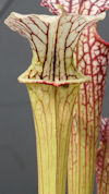 S. x areolata 'Trinità' x OP