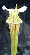 S. x areolata 'Trinità' x OP