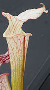 S. x areolata 'Trinità' x OP