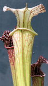 S. x areolata 'Trinità' x OP