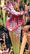 S. leucophylla - 'Dave Taylor 