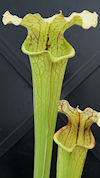 S. 'ASBO' x 'Ice Queen' - H319