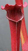 S. 'ASBO' x 'Ice Queen' - H319