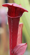 S. 'ASBO' x 'Ice Queen' - H319