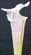 S. leucophylla - Conecuh - wil
