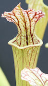 S. leucophylla - Conecuh - wil