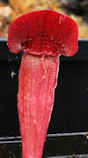 S. purpurea ssp. venosa - Gulf