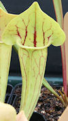 S. purpurea ssp. venosa - Gulf