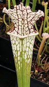 S. leucophylla - Perdido, Alab