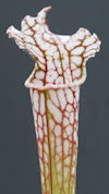 S. leucophylla - Perdido, Alab