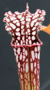 S. leucophylla - Perdido, Alab