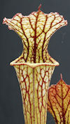 S. leucophylla - Perdido, Alab