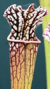 S. leucophylla - Perdido, Alab