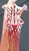 S. leucophylla - Perdido, Alab