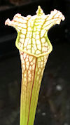 S. leucophylla - Perdido, Alab