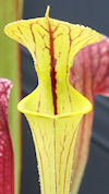 S. flava - Burgundy form x OP
