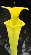 S. flava var. rugelli x OP