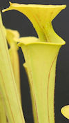 S. flava var. rugelli x OP