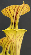 S. flava var. rugelli x OP