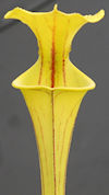 S. flava var. rugelli x OP