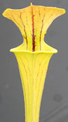 S. flava var. rugelli x OP