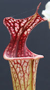 S. x moorei - 'Leah Wilkerson'