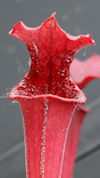S. flava var. rubricorpora - G