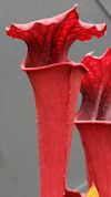 S. leucophylla - 'Tarnock' x f