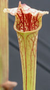 S. oreophila - Giant - CA SO11