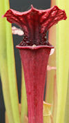 S. oreophila - CA SO06 x 'leel