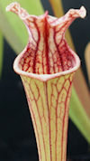 S. oreophila - CA SO06 x 'leel