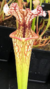 S. (leucophylla - Burgundy red